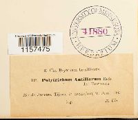 Polytrichum juniperinum image