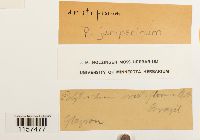 Polytrichum juniperinum image