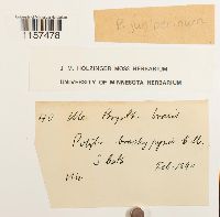 Polytrichum juniperinum image