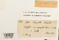 Polytrichum juniperinum image