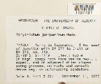 Polytrichum juniperinum image