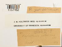 Polytrichum juniperinum image