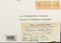 Polytrichum commune image