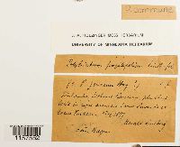 Polytrichum commune image