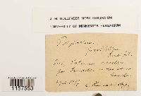 Polytrichum commune image