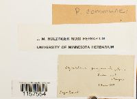 Polytrichum commune image