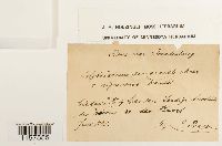 Polytrichum commune image