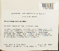 Polytrichum commune image