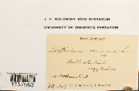 Polytrichum commune image