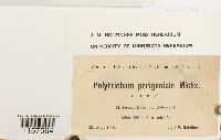 Polytrichum commune image