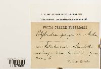 Polytrichum commune image