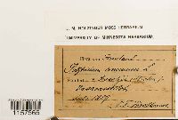 Polytrichum commune image