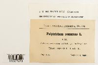 Polytrichum commune image