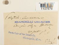 Polytrichum commune image