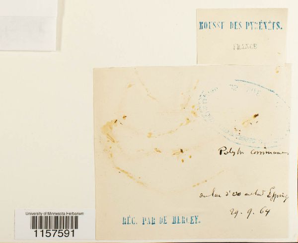 Polytrichum commune image