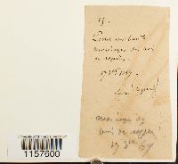 Polytrichum commune image