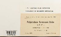 Polytrichum formosum image