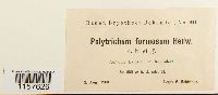 Polytrichum formosum image