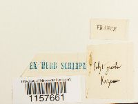 Polytrichum longisetum image