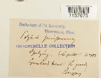 Polytrichum juniperinum image