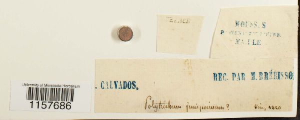 Polytrichum juniperinum image