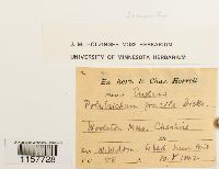 Polytrichum longisetum image