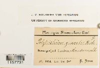 Polytrichum longisetum image