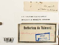 Polytrichum longisetum image