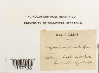 Polytrichum longisetum image