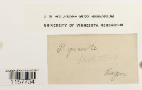 Polytrichum longisetum image