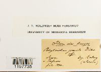 Polytrichum longisetum image