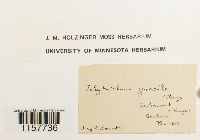 Polytrichum longisetum image