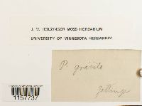 Polytrichum longisetum image