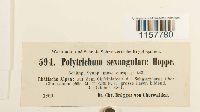 Polytrichum sexangulare image