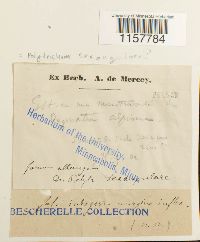 Polytrichum sexangulare image