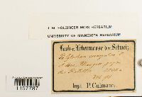 Polytrichum sexangulare image