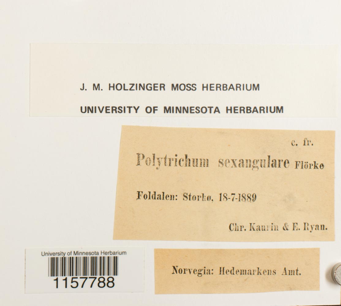 Polytrichum sexangulare image