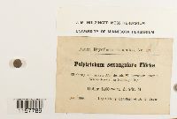 Polytrichum sexangulare image