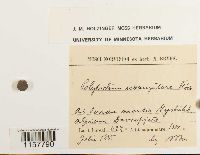 Polytrichum sexangulare image