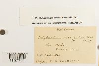 Polytrichum sexangulare image