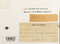 Polytrichum sexangulare image