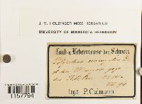 Polytrichum sexangulare image