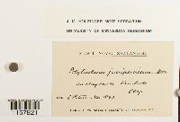 Polytrichum juniperinum image