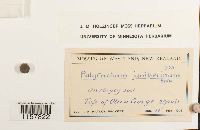 Polytrichum juniperinum image