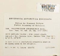 Polytrichum juniperinum image