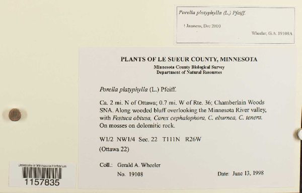 Porella platyphylla image