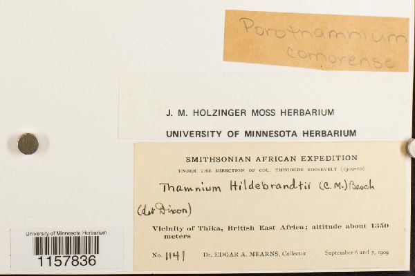 Porothamnium comorense image