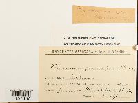 Porothamnium comorense image