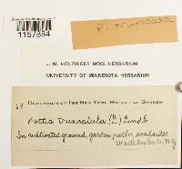 Pottia truncata image