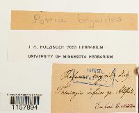 Pottia bryoides image
